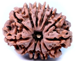 12 Mukhi